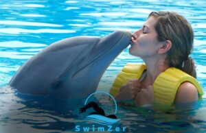 Can You Swim With Dolphins at Coco Cay