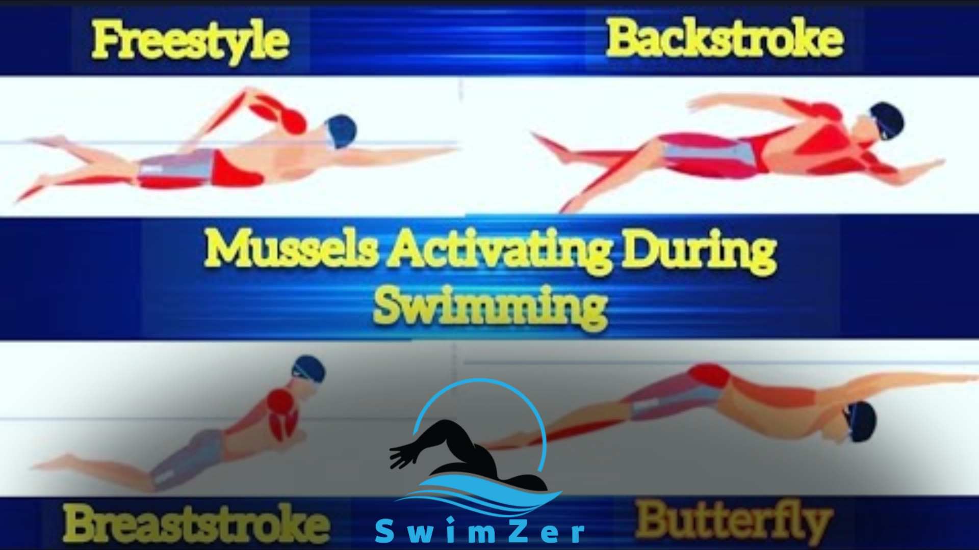 What Muscles Does Freestyle Swimming Work
